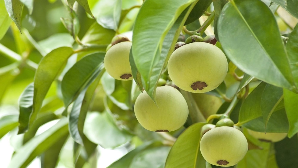 Kỹ thuật trồng măng cụt mang lại hiệu quả cao